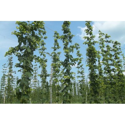 2nd year hop plants - Orders of 300 and more